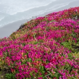 Wildflowers Above Black Point Beach