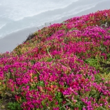 Wildflowers Above Black Point Beach Wildflowers Above Black Point Beach