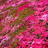 Springtime Riot of Color, Galleon's Point Springtime Riot of Color, Galleon's Point