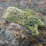 Bluff Wall in Bloom, Study IV, Black Point Beach