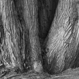 Clustered Monterey Cypress Trunks Clustered Monterey Cypress Trunks