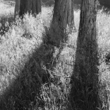 Summer Sunrise, Old Cypress Hedgerow
