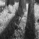 Summer Sunrise, Old Cypress Hedgerow Summer Sunrise, Old Cypress Hedgerow