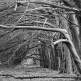 Old Monterey Cypress Hedgerow, The Sea Ranch