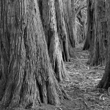 Inside an Old Monterey Cypress Hedgerow, The Sea Ranch Inside an Old Monterey Cypress Hedgerow, The Sea Ranch