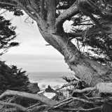 Bluff-Edge Cypress at Dawn, Pebble Beach