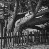 Bluff-Edge Guardian in Autumn Light, Black Point Beach