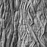 Braided Bark, Monterey Cypress Braided Bark, Monterey Cypress