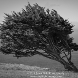 Lone, Windblown Cypress, Bluff Edge Above Stengel Beach