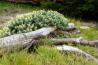 May Bluff Edge, Study II, Pebble Beach May Bluff Edge, Study II, Pebble Beach