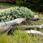 May Bluff Edge, Study II, Pebble Beach