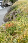 May Bluff Edge, Study I, Pebble Beach May Bluff Edge, Study I, Pebble Beach