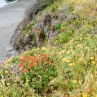 May Bluff Edge, Study I, Pebble Beach