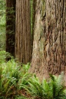 Ancient Redwoods, Stout Grove, Jedediah Smith Redwoods State Park, Del Norte County California