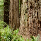 Ancient Redwoods, Stout Grove, Jedediah Smith Redwoods State Park, Del Norte County California