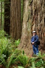 Ancient Redwoods, Stout Grove, Jedediah Smith Redwoods State Park, Del Norte County California
