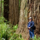 Ancient Redwoods, Stout Grove, Jedediah Smith Redwoods State Park, Del Norte County California