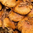 Mushroom Explosion After First Rains, Redwood Forest Floor