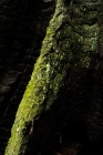 Moss Growing on Charred Redood Stump
