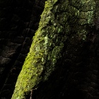 Moss Growing on Charred Redood Stump