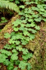Redwood Sorrel on a Fallen Redwood