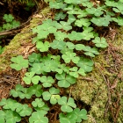 Redwood Sorrel on a Fallen Redwood