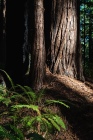 Autumn Light Peaks into the Forest Floor