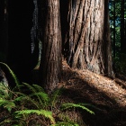 Autumn Light Peaks into the Forest Floor