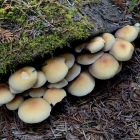 Mushrooms Sprout After First Rains of Autumn