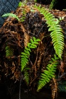 Ferns Sprouting in Redwood Duff