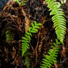 Ferns Sprouting in Redwood Duff
