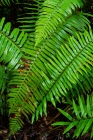 After the Rains: Ferns on the Redwood Forest Floor
