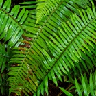 After the Rains: Ferns on the Redwood Forest Floor