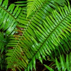 After the Rains: Ferns on the Redwood Forest Floor