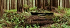 Redwood Forest Panorama, 125 Years After Logging