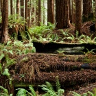 Redwood Forest Panorama, 125 Years After Logging
