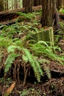 Chaotic Forest Floor, 125 Years After Logging