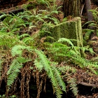 Chaotic Forest Floor, 125 Years After Logging