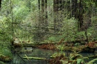 Sag Pond, Redwood Forest in Winter