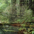 Sag Pond, Redwood Forest in Winter