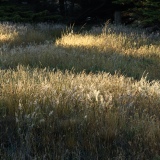 Summer Grasses, Above Black Point Beach