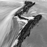 Kelp, Minus Tide, Ohlson Beach